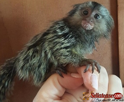 Nice Male and female Marmoset monkeys babies ready for sale