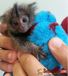 Nice Male and female Marmoset monkeys babies ready for sale