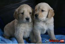 Bulky f1 generation golden retriever Puppies For Sale.