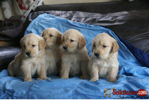 Bulky f1 generation golden retriever Puppies For Sale.