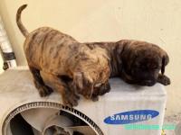 Breeder for sale in Lagos Nigeria - 2