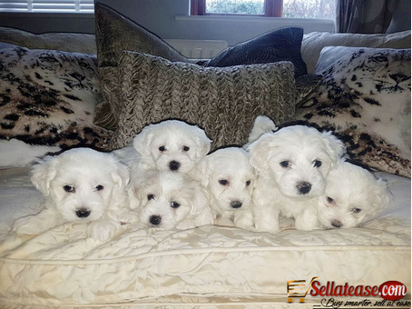 Two Top Class Maltese Puppies for sale