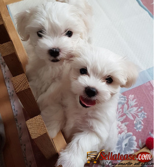 Pure White Maltese Ready for New Home