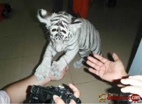 WHITE TIGER CUBS AND SAVANNAH KITTENS FOR SALE