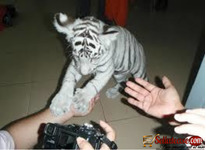 WHITE TIGER CUBS AND SAVANNAH KITTENS FOR SALE