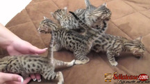 ADDORABLE SAVANNAH KITTENS AVAILABLE FOR SALE