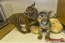 Healthy Cheetah Cubs , Lion Cubs , Tiger Cubs For Sale