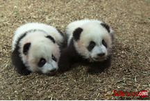 Healthy Cheetah Cubs , Lion Cubs , Tiger Cubs For Sale