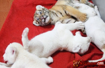 Healthy Cheetah Cubs , Lion Cubs , Tiger Cubs For Sale