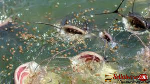 Olam Fish Feed
