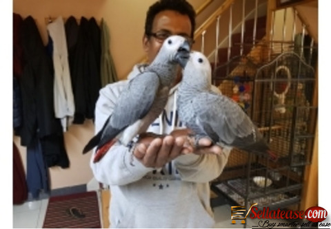 African grey parrots for sale