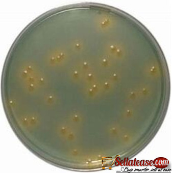CLED AGAR SOLUTION