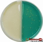 DURABLE CLED AGAR SOLUTION