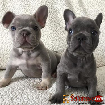 Male/Female Lilac and Tan French Bulldog Of 10 Months For Rehoming