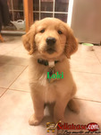 Golden Retreiver Puppies for Rehoming