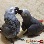 Well tamed African Grey Parrots For New Home