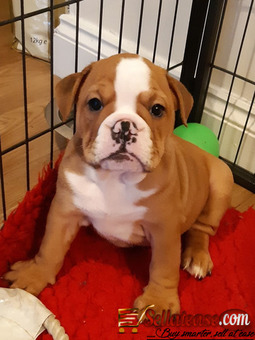 Stunning Male and Female English Bulldog Puppies Of 8 Weeks 3days For Sale.