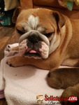 Stunning Male and Female English Bulldog Puppies Of 8 Weeks 3days For Sale.