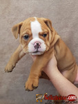 Stunning Male and Female English Bulldog Puppies Of 8 Weeks 3days For Sale.