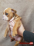 Stunning Male and Female English Bulldog Puppies Of 8 Weeks 3days For Sale.