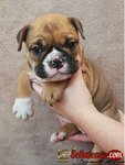 Stunning Male and Female English Bulldog Puppies Of 8 Weeks 3days For Sale.