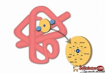 MYOGLOBIN BOX