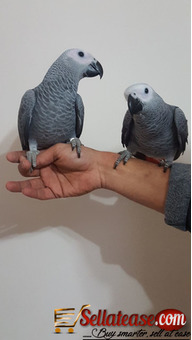 Pair African Grey Parrots