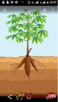 TP Cassava AgriConsulting