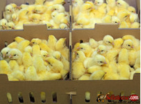 Olam Hatcheries