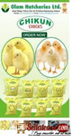 Olam Hatcheries