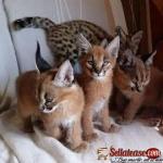 Ocelot and Caracal Kittens. - 2