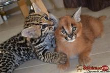Ocelot and Caracal Kittens. - 3