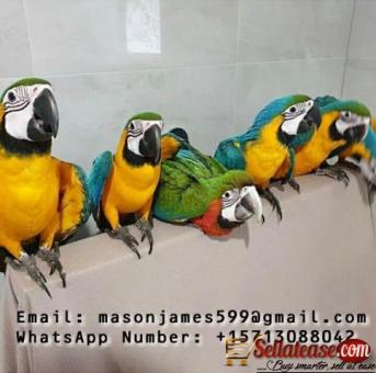 Buy Young, Tamed And Friendly Hyacinth Macaws And Others