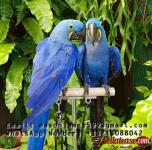 Buy Young, Tamed And Friendly Hyacinth Macaws And Others