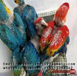 Buy Young, Tamed And Friendly Hyacinth Macaws And Others