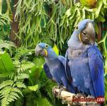 Buy Young, Tamed And Friendly Hyacinth Macaws And Others