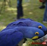 Buy Young, Tamed And Friendly Hyacinth Macaws And Others