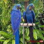 Buy Young, Tamed And Friendly Hyacinth Macaws And Others