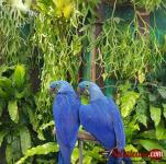 Buy Young, Tamed And Friendly Hyacinth Macaws And Others