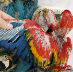 Buy Young, Tamed And Friendly Hyacinth Macaws And Others