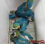 Buy Young, Tamed And Friendly Hyacinth Macaws And Others