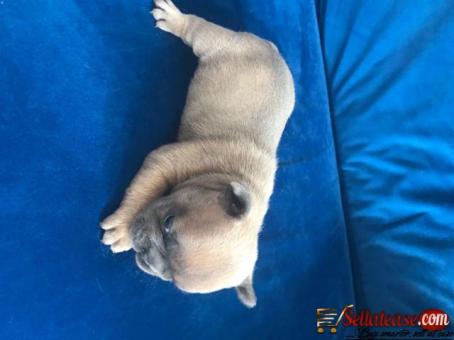 French Bulldog Puppies Fawn Girl Lilac Fawn Boy