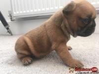French Bulldog Puppies Fawn Girl Lilac Fawn Boy