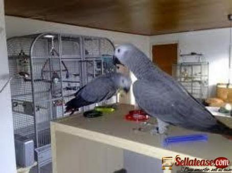 A Pair of Talking African Grey Parrots