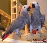 A Pair of Talking African Grey Parrots