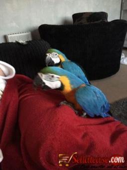 Beautiful Harlegold Macaw Parrots