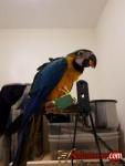 Beautiful Harlegold Macaw Parrots