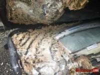 Visit Pest Control For Pest Control in Kapiti