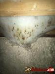 Visit Pest Control For Pest Control in Kapiti