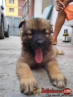 Full Breed Caucasian
